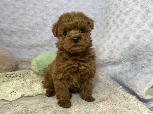 ご家族が決まりました。