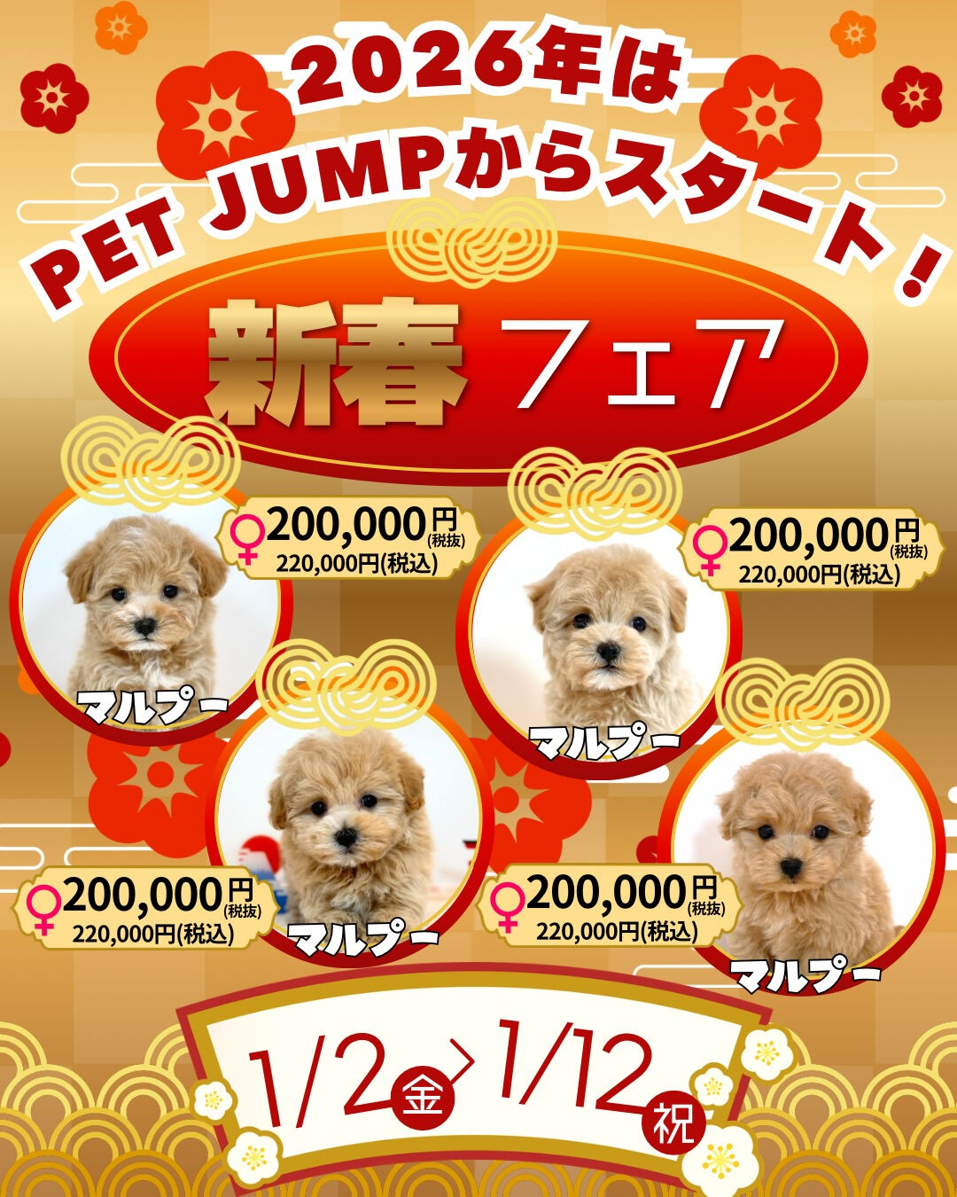 🎍✨**新春フェア開催！**✨🐶