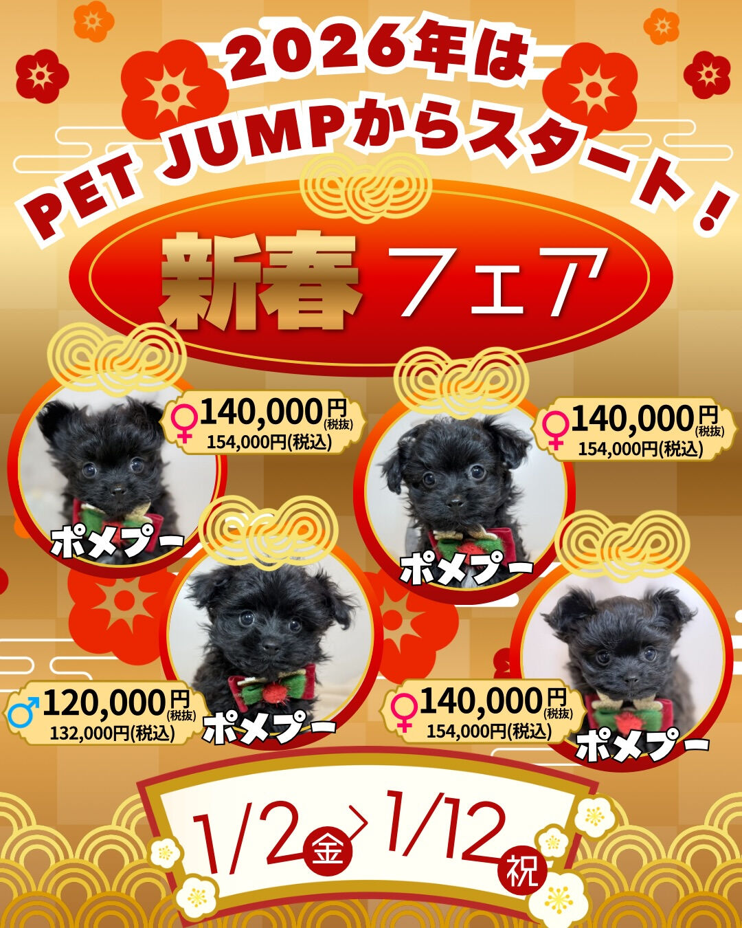 🎍✨**新春フェア開催！**✨🐶