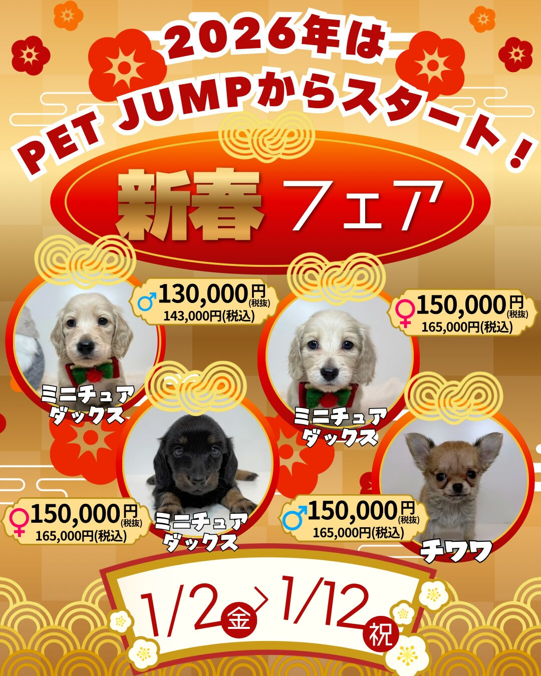 🎍✨**新春フェア開催！**✨🐶