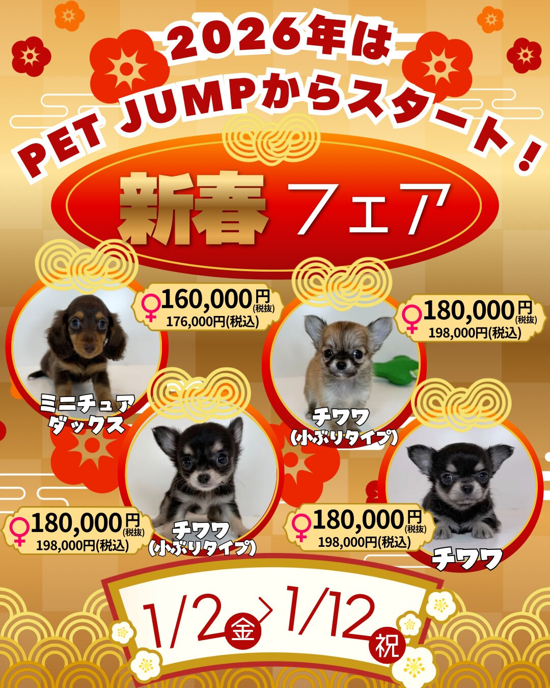 🎍✨**新春フェア開催！**✨🐶