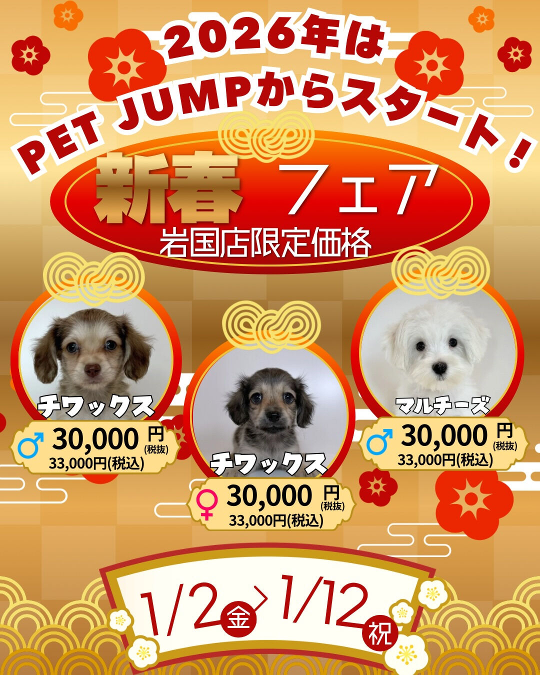 🎍✨**新春フェア開催！**✨🐶