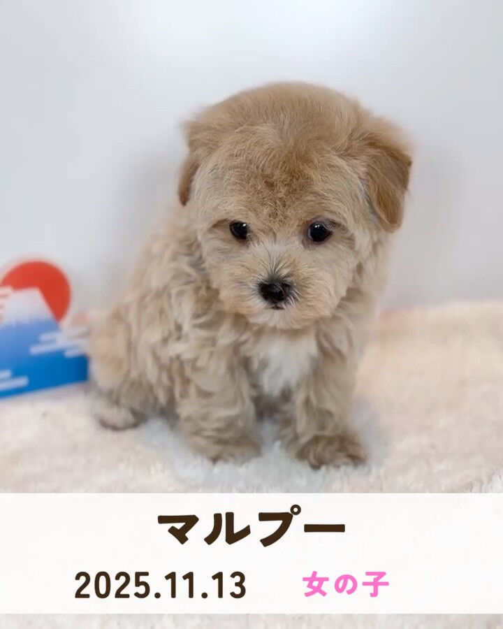 PET JUMPです🐶🩷