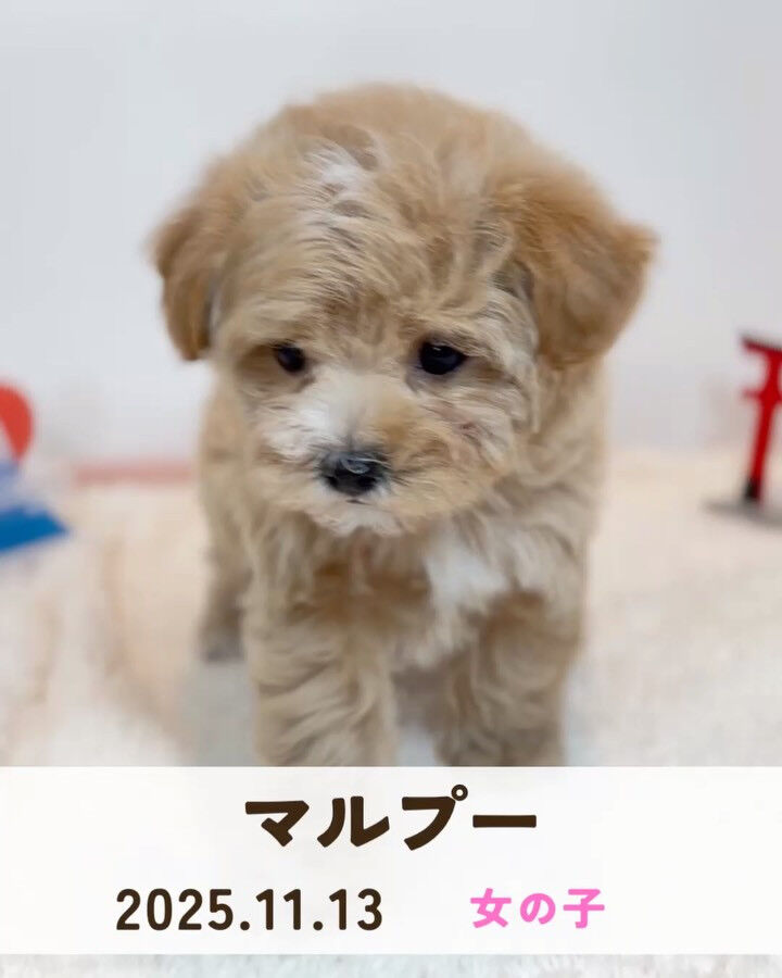 PET JUMPです🐶🩷