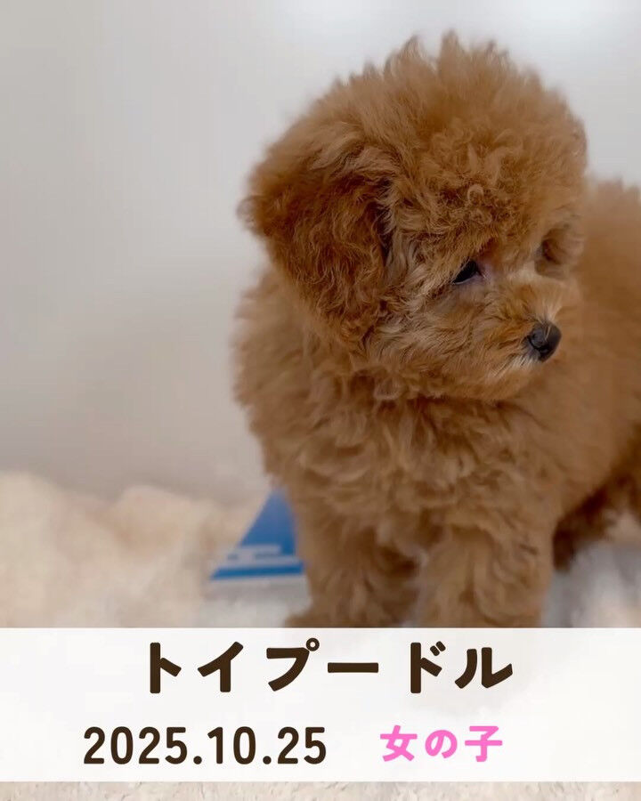 PET JUMPです🐶🩷