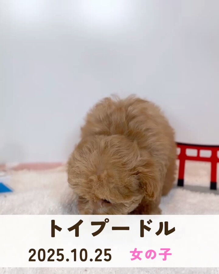 PET JUMPです🐶🩷