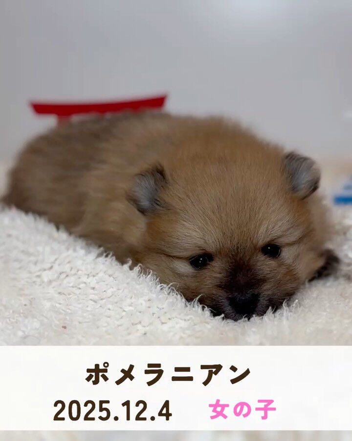 PET JUMPです🐶🩷