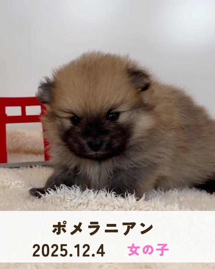 PET JUMPです🐶🩷