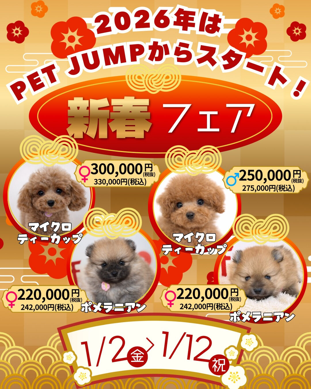 🎍✨**新春フェア開催！**✨🐶