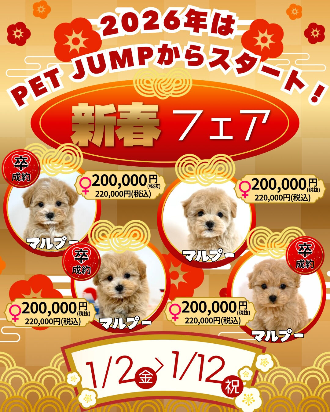 🎍✨**新春フェア開催！**✨🐶