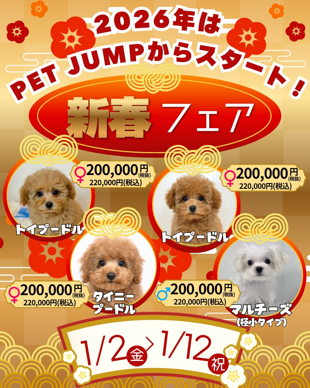 🎍✨**新春フェア開催！**✨🐶