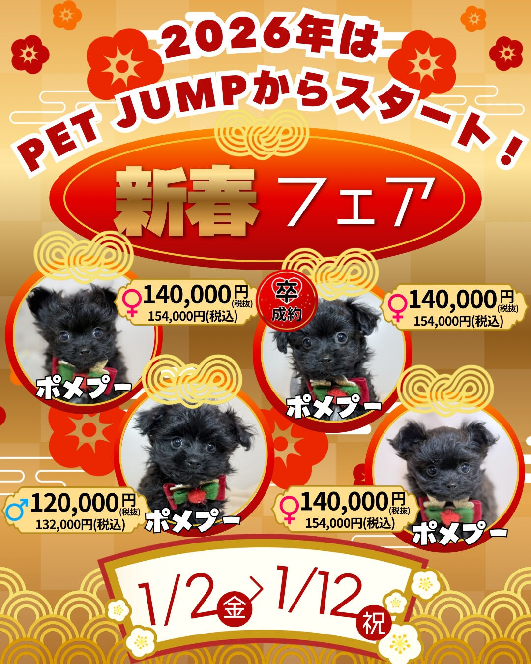 🎍✨**新春フェア開催！**✨🐶