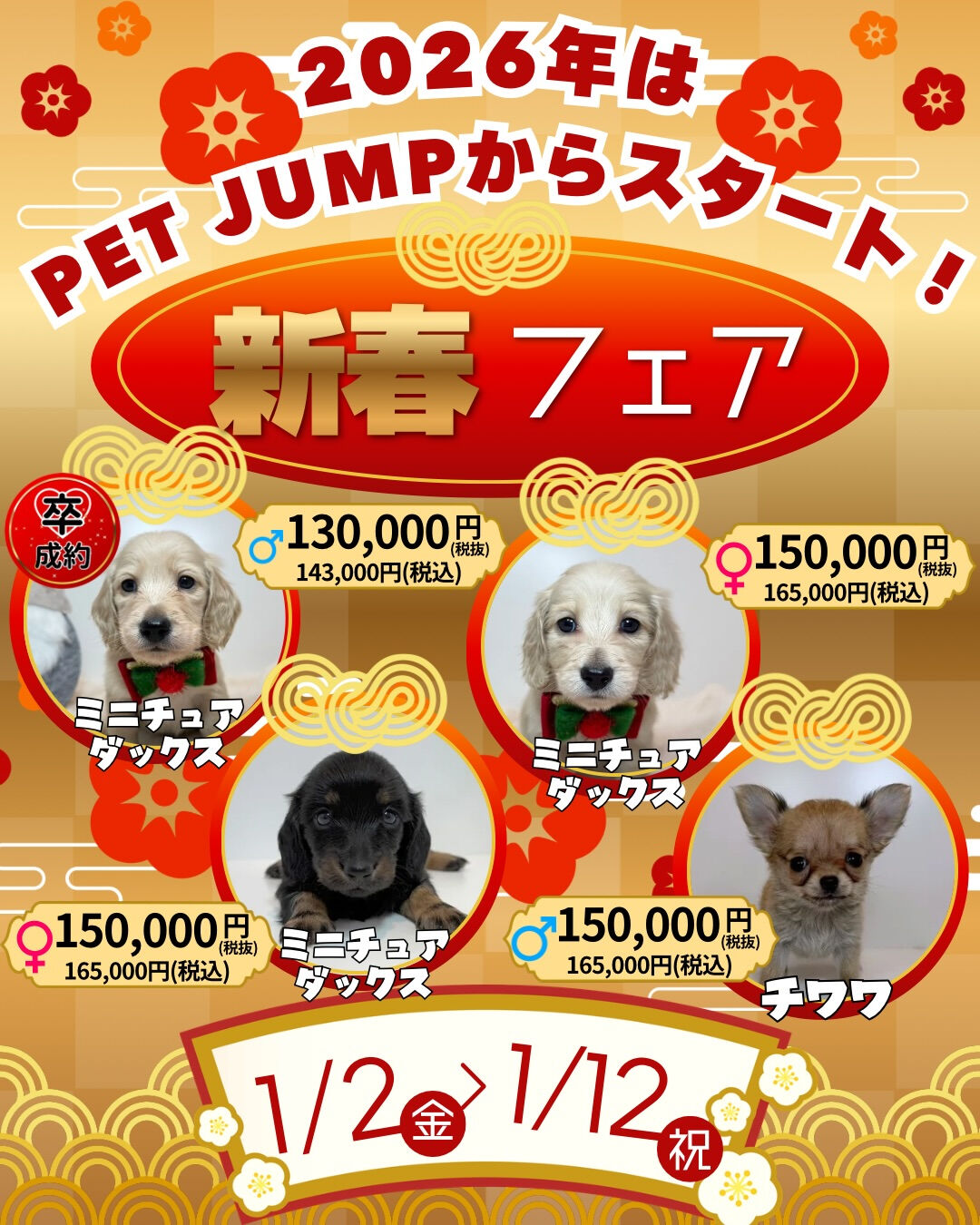 🎍✨**新春フェア開催！**✨🐶