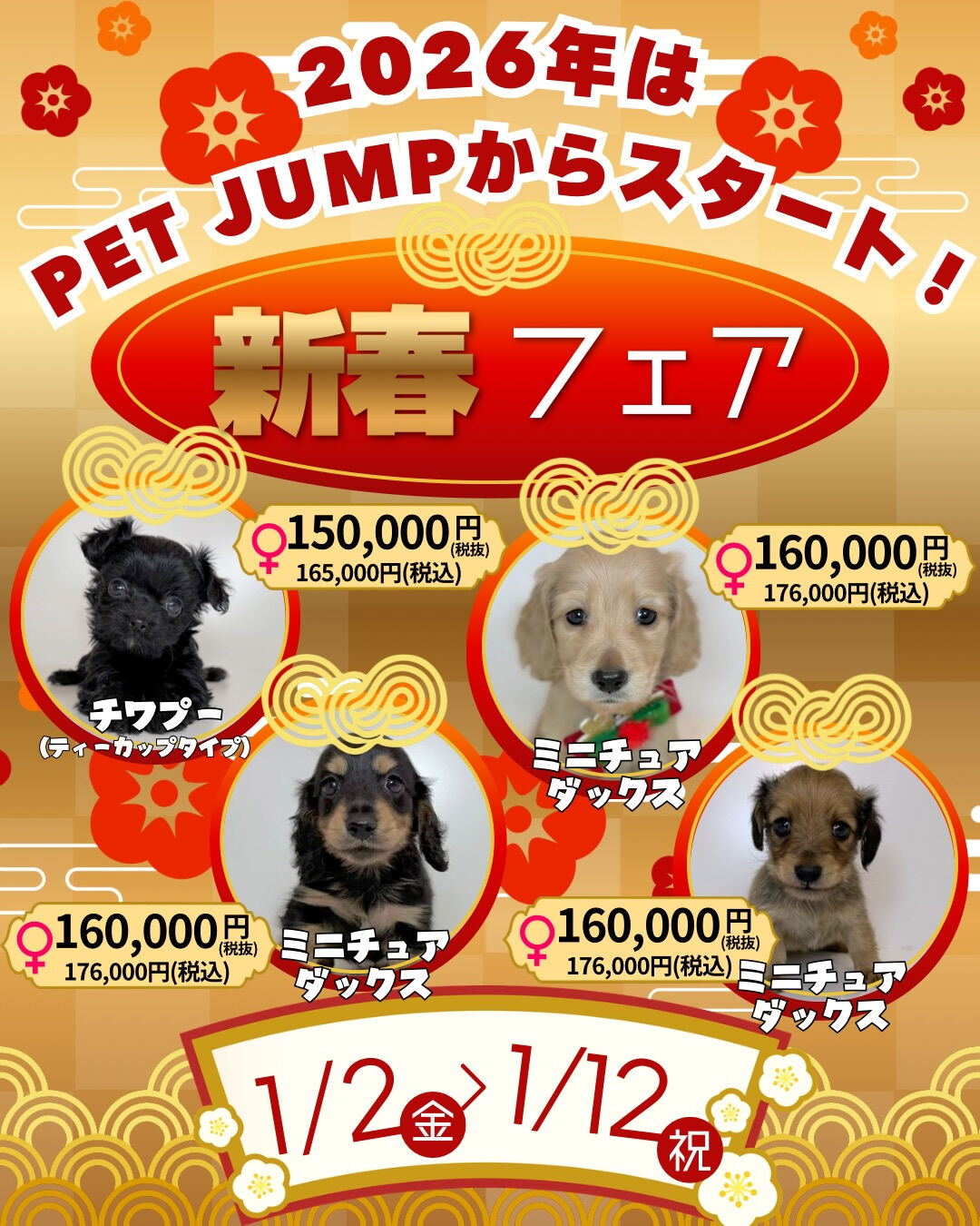 🎍✨**新春フェア開催！**✨🐶
