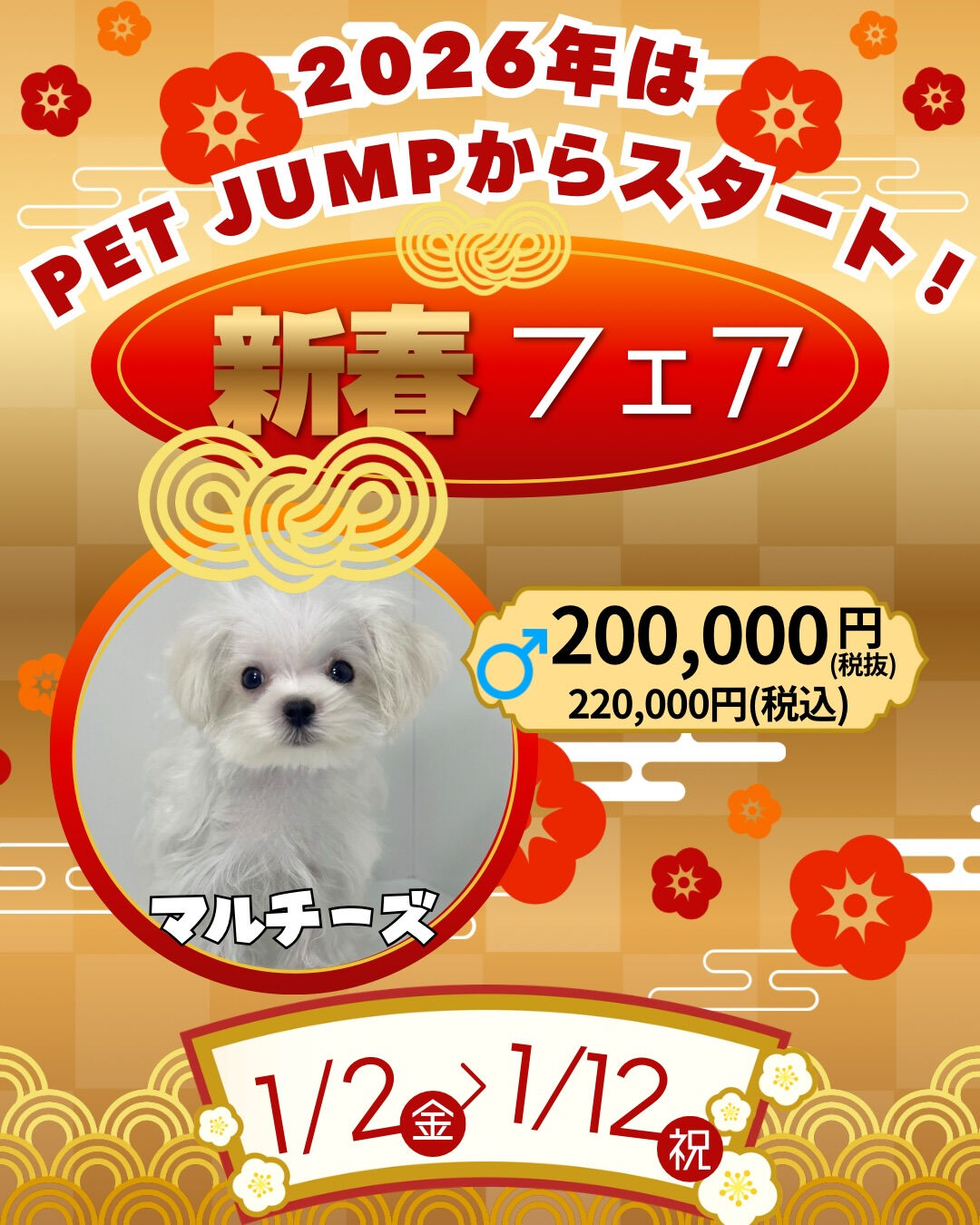🎍✨**新春フェア開催！**✨🐶