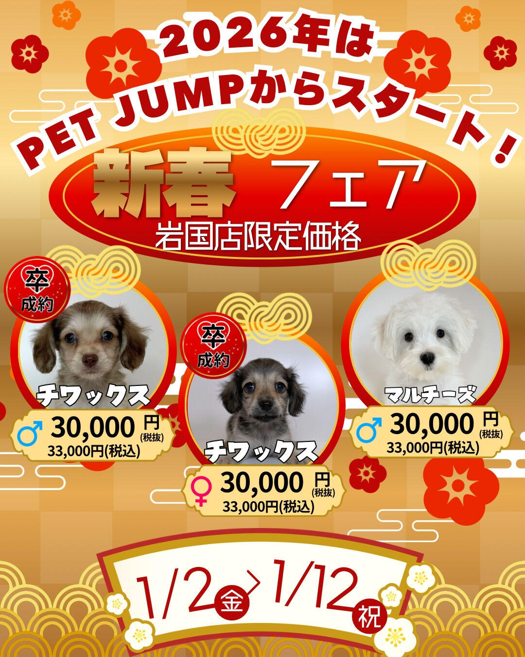 🎍✨**新春フェア開催！**✨🐶