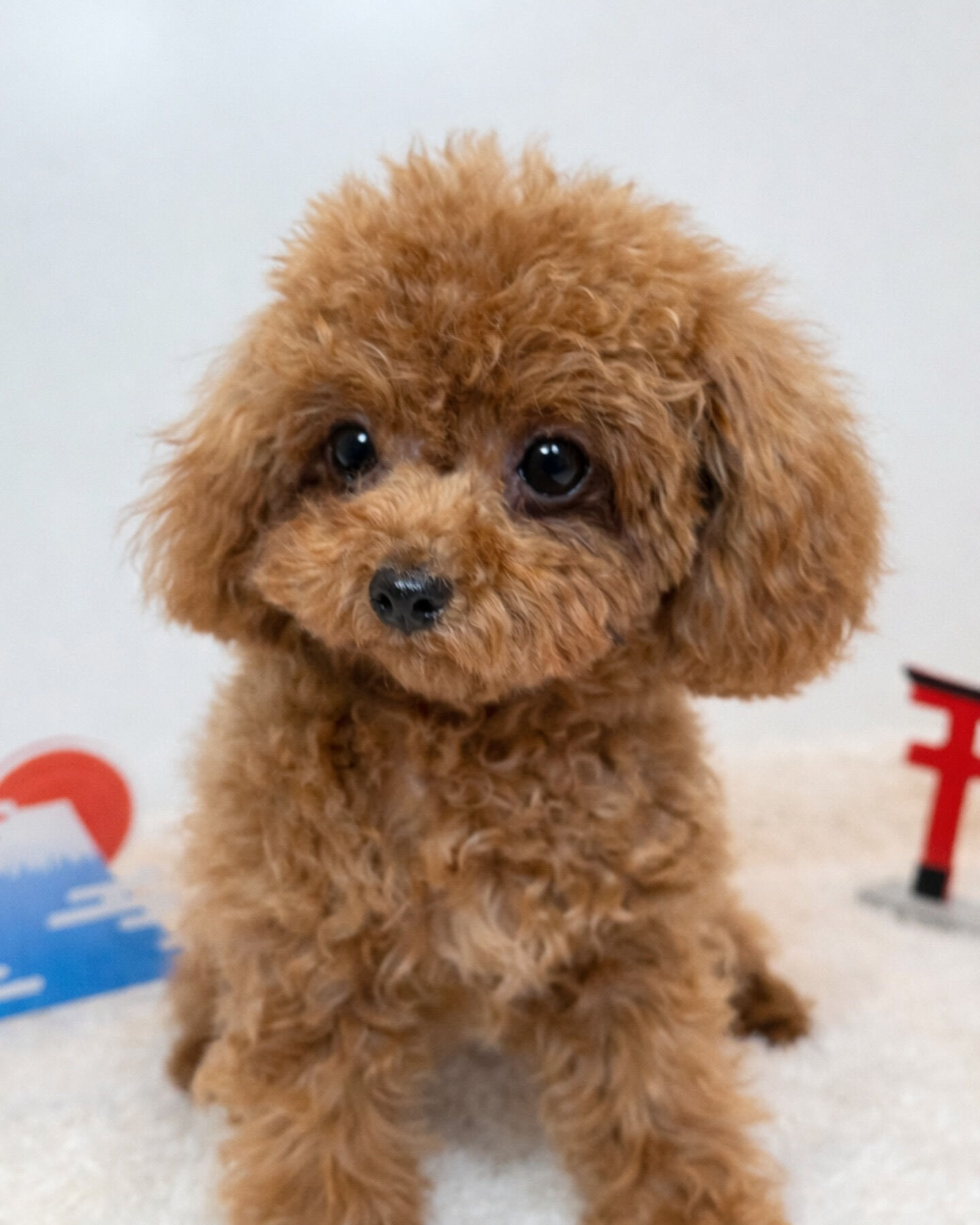 PET JUMPです🐶🩷