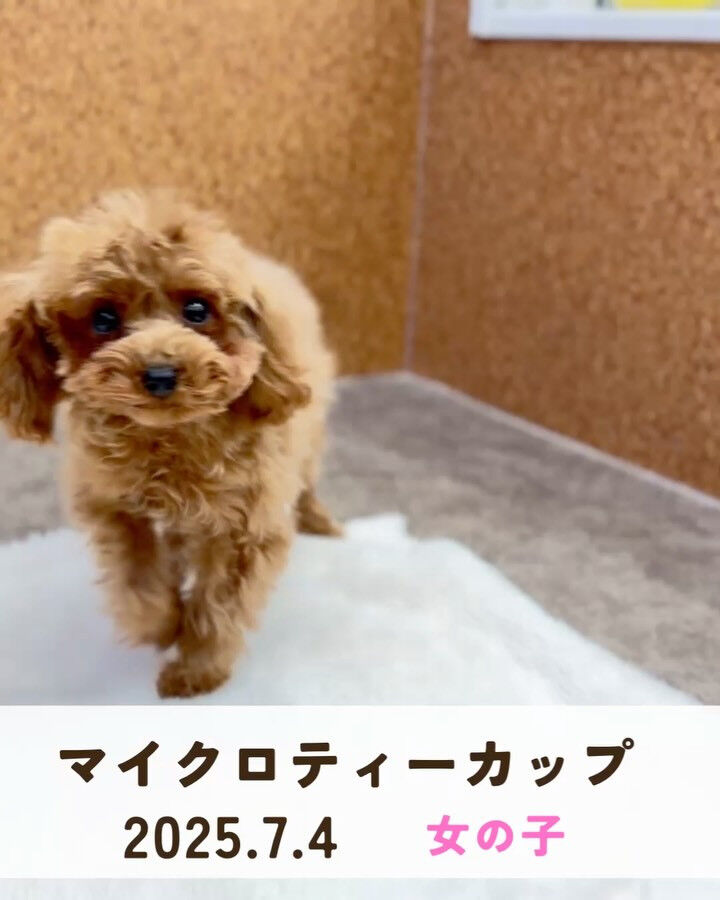 PET JUMPです🐶🩷