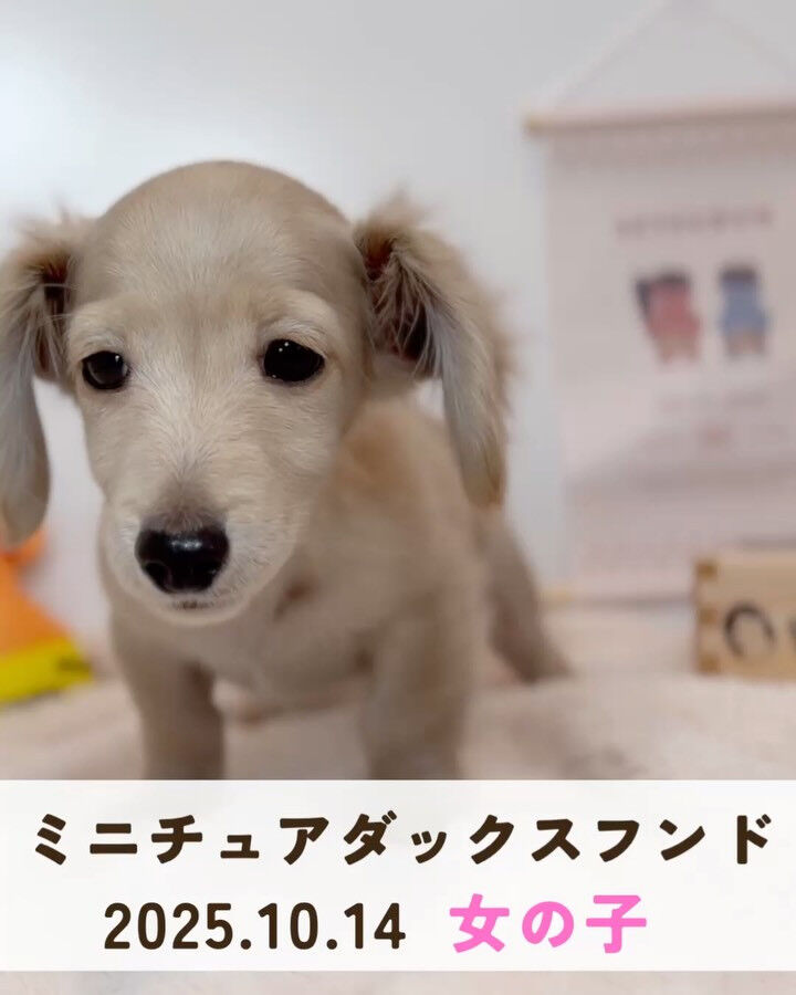 PET JUMPです🐶🩷