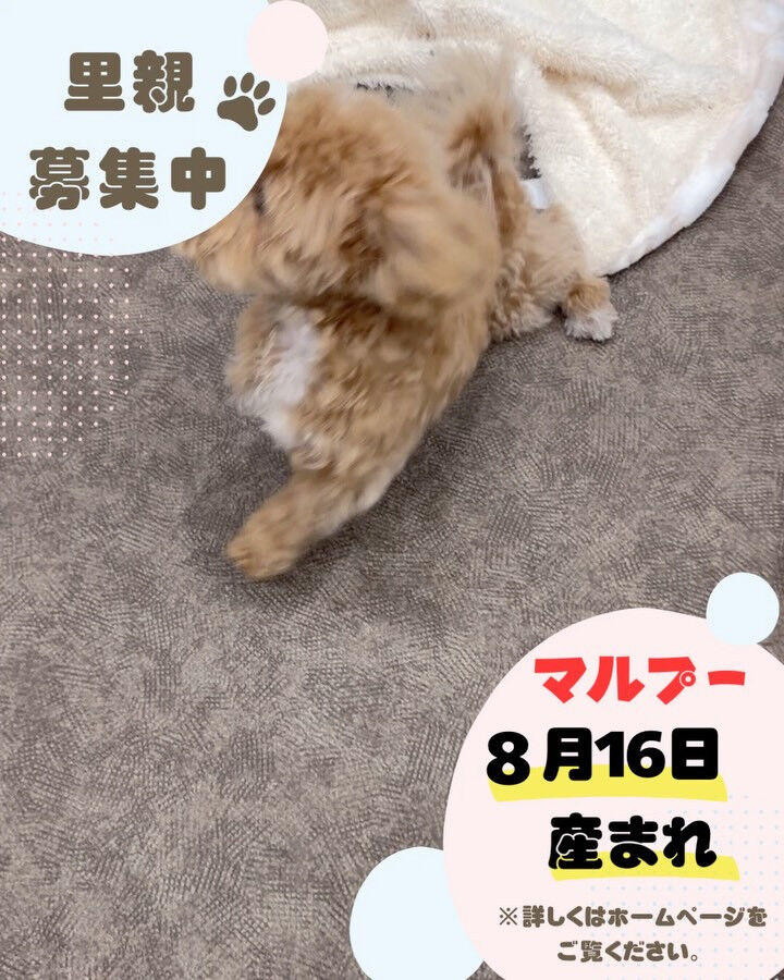🐾 里親さん募集中 🐾