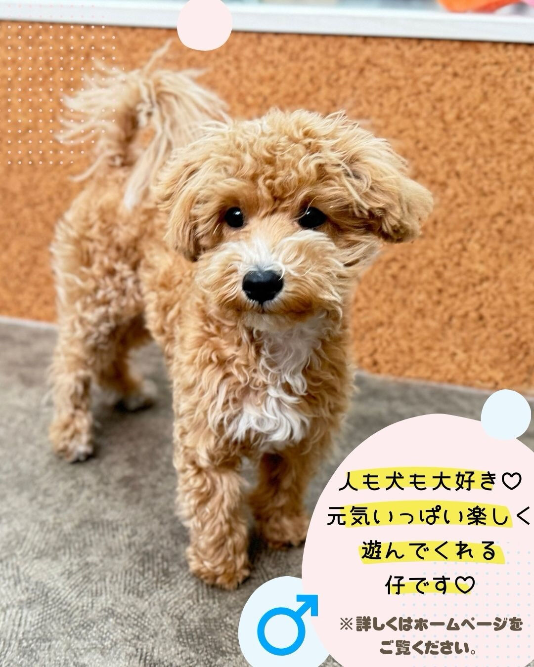 🐾 里親さん募集中 🐾
