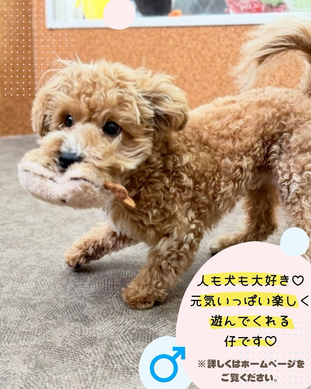 🐾 里親さん募集中 🐾