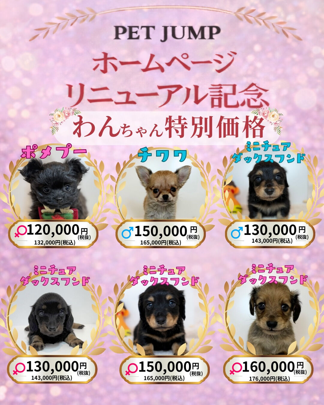 🐶🐱 ホームページリニューアル記念CAMPAIGN 🐱🐶
