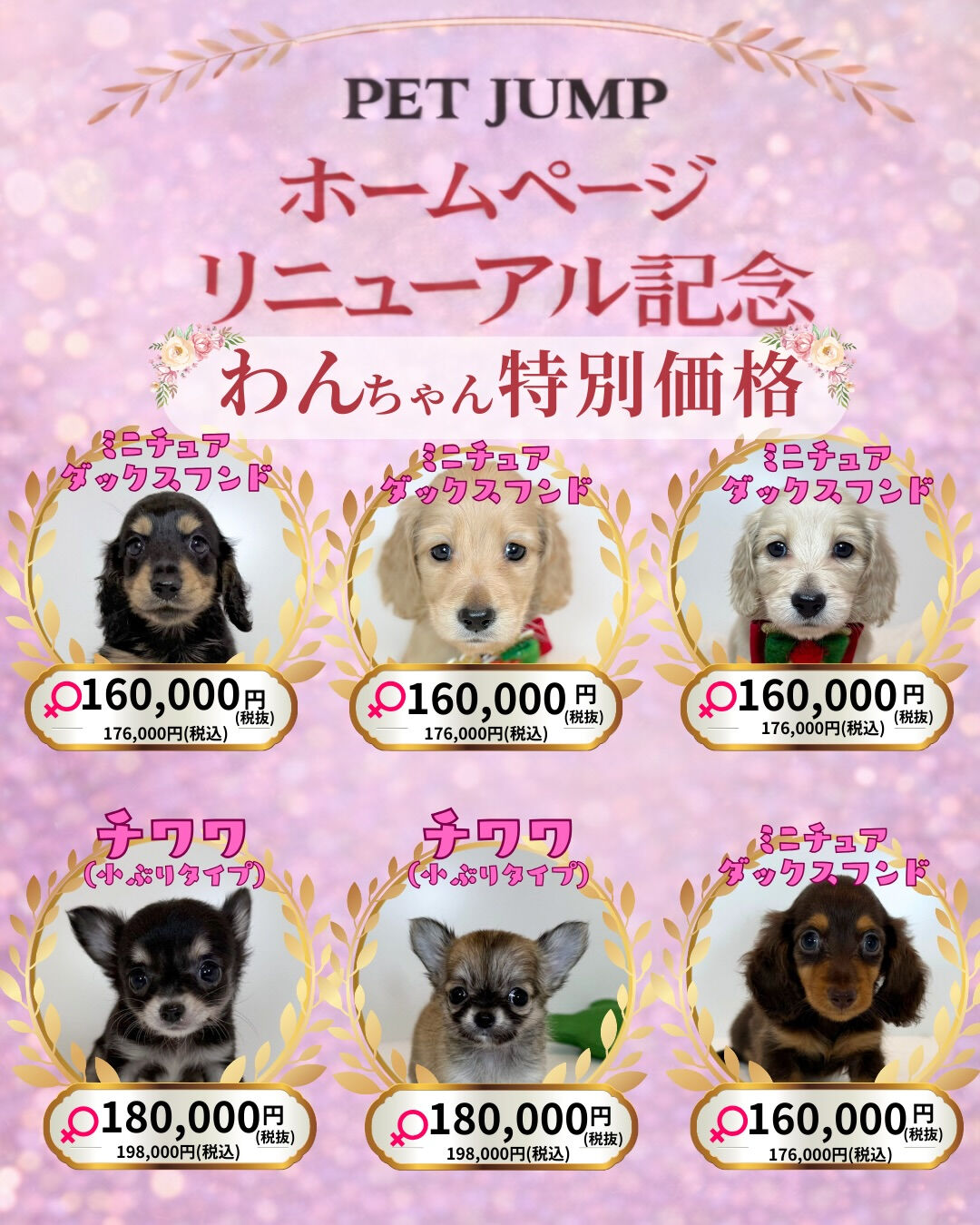 🐶🐱 ホームページリニューアル記念CAMPAIGN 🐱🐶