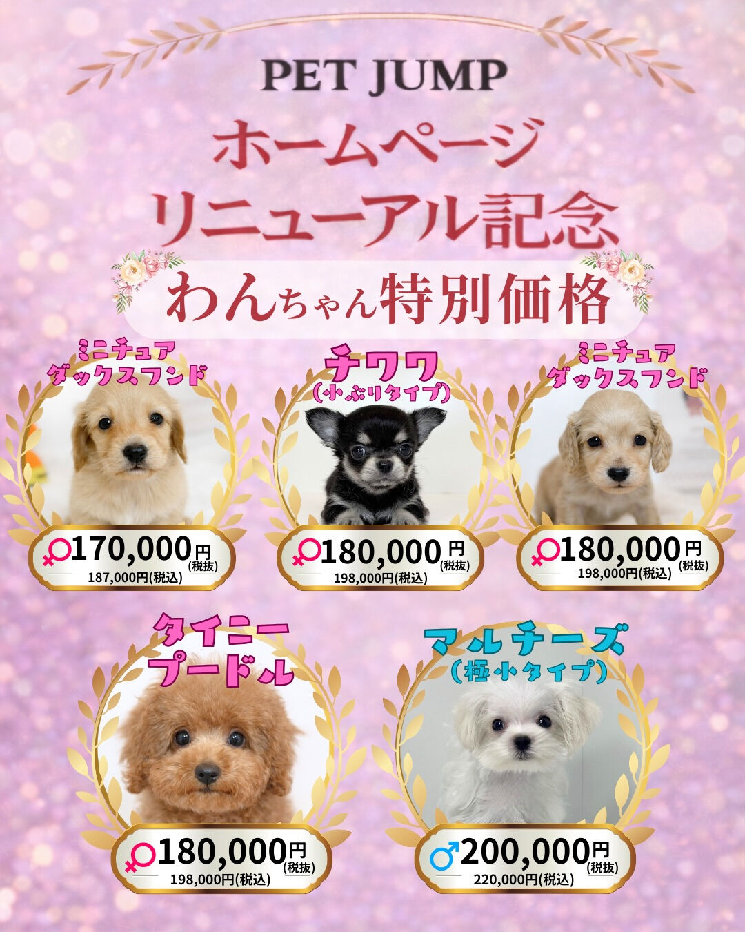 🐶🐱 ホームページリニューアル記念CAMPAIGN 🐱🐶