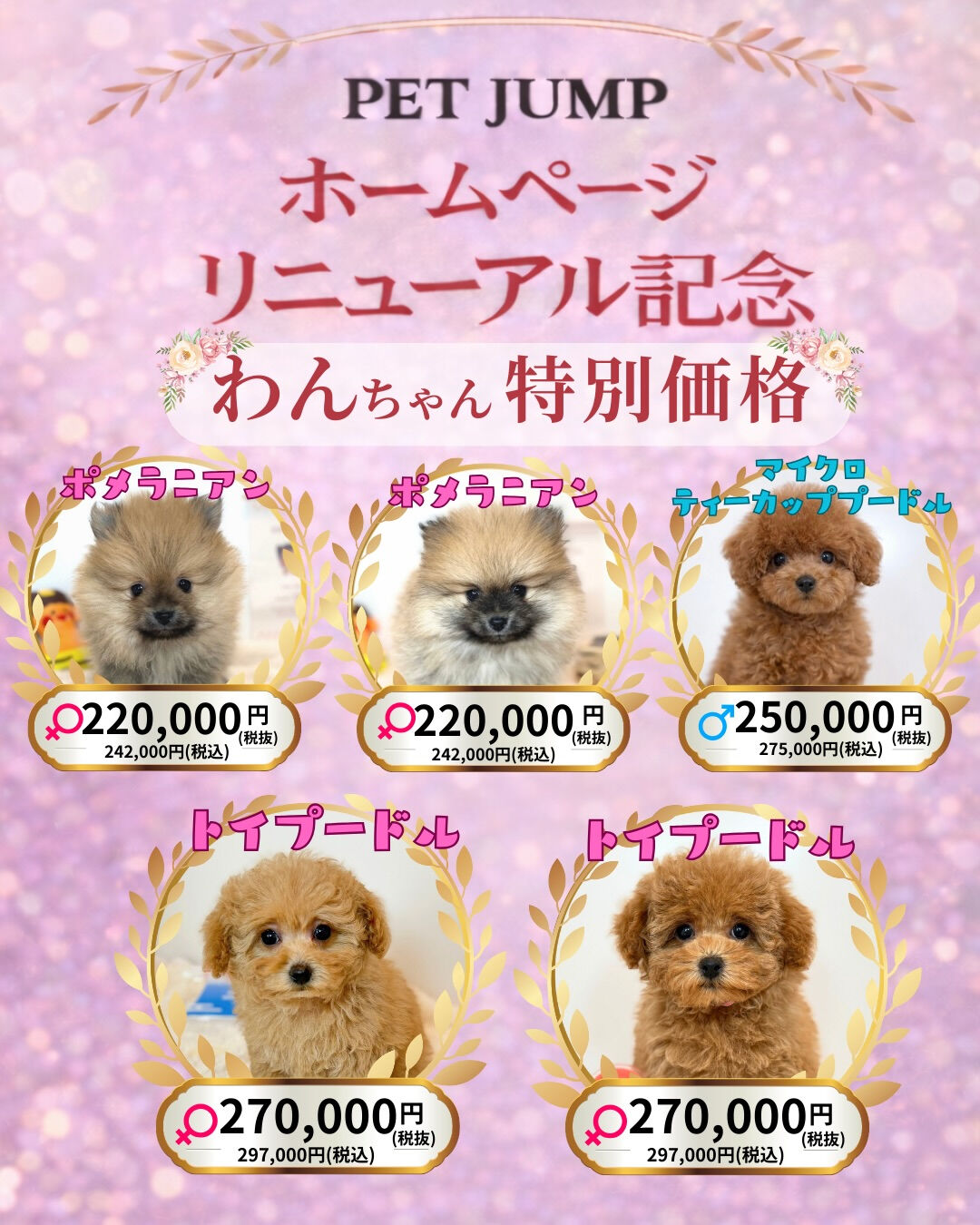🐶🐱 ホームページリニューアル記念CAMPAIGN 🐱🐶