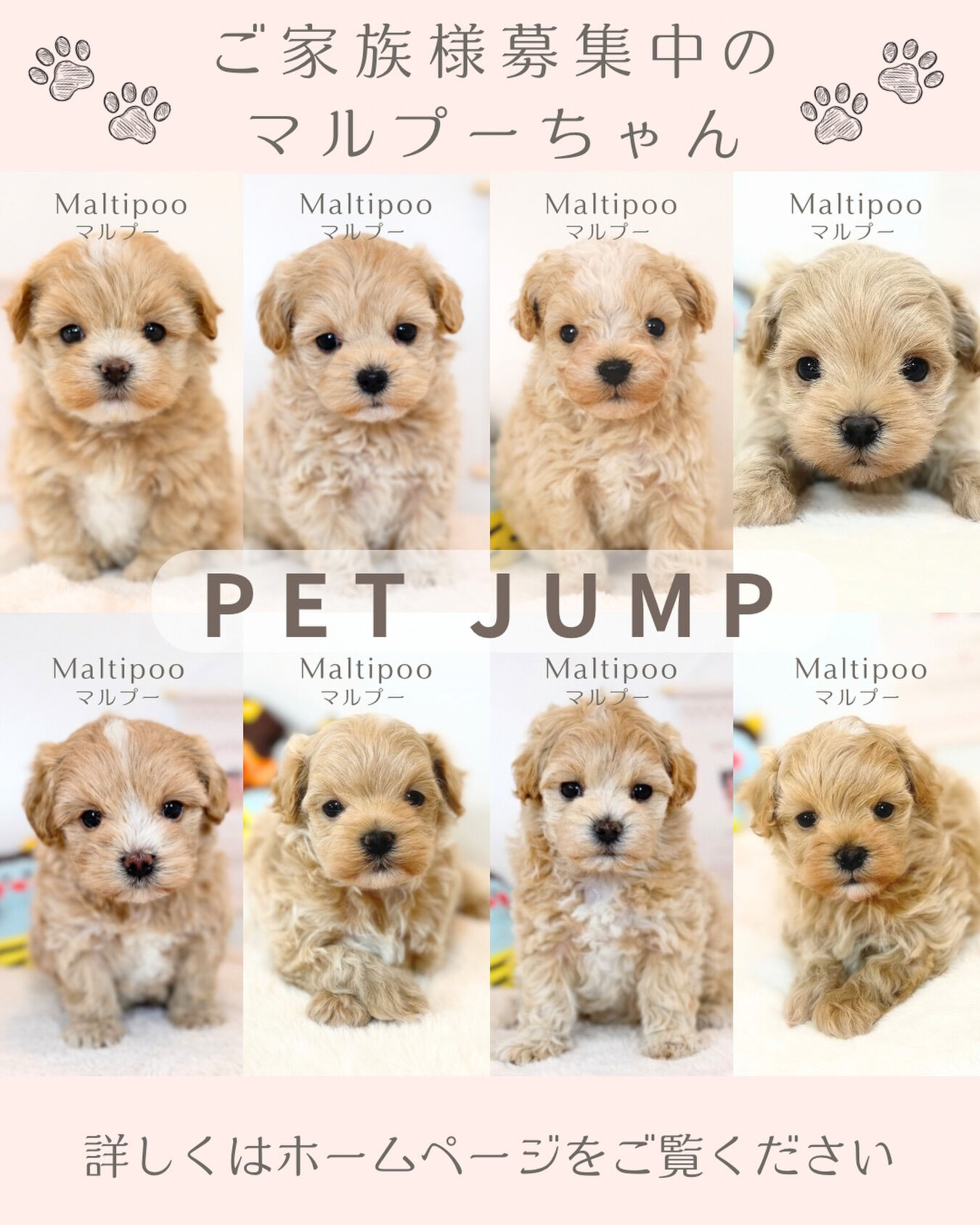 ご家族様募集中の | ブログ | Pet Jump｜ブリーダーが始めたペット 