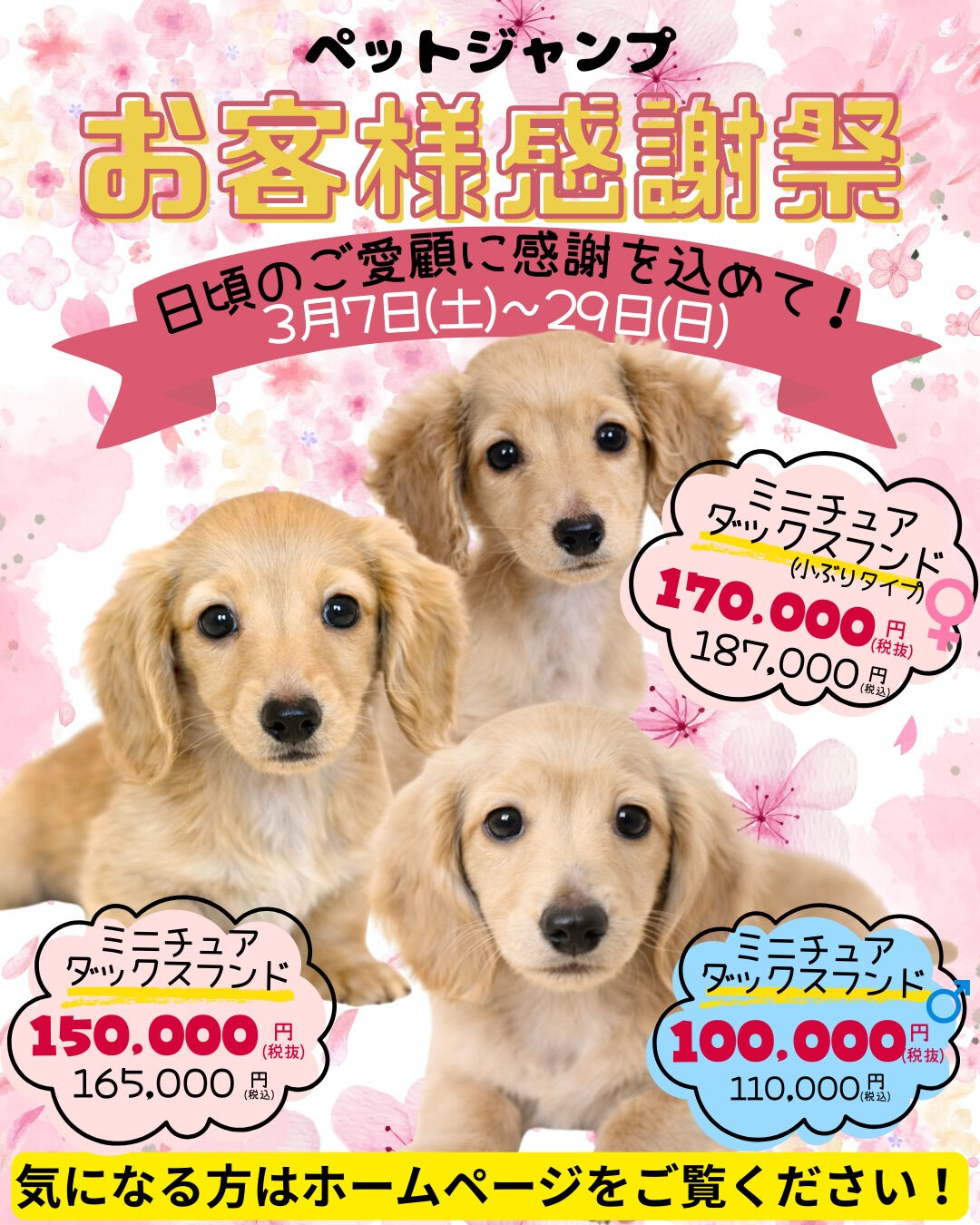 PET JUMP お客様感謝祭開催！