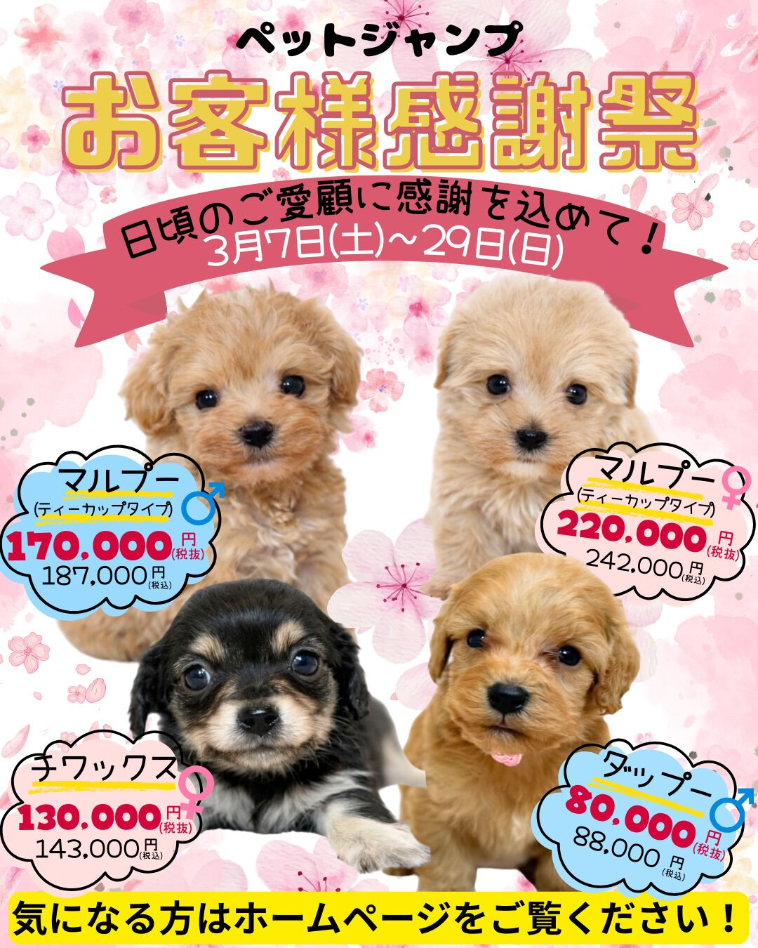 PET JUMP お客様感謝祭開催！