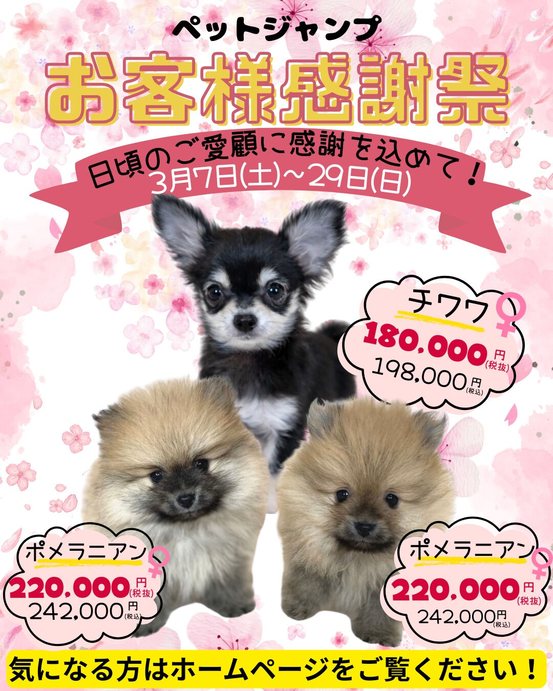 PET JUMP お客様感謝祭開催！