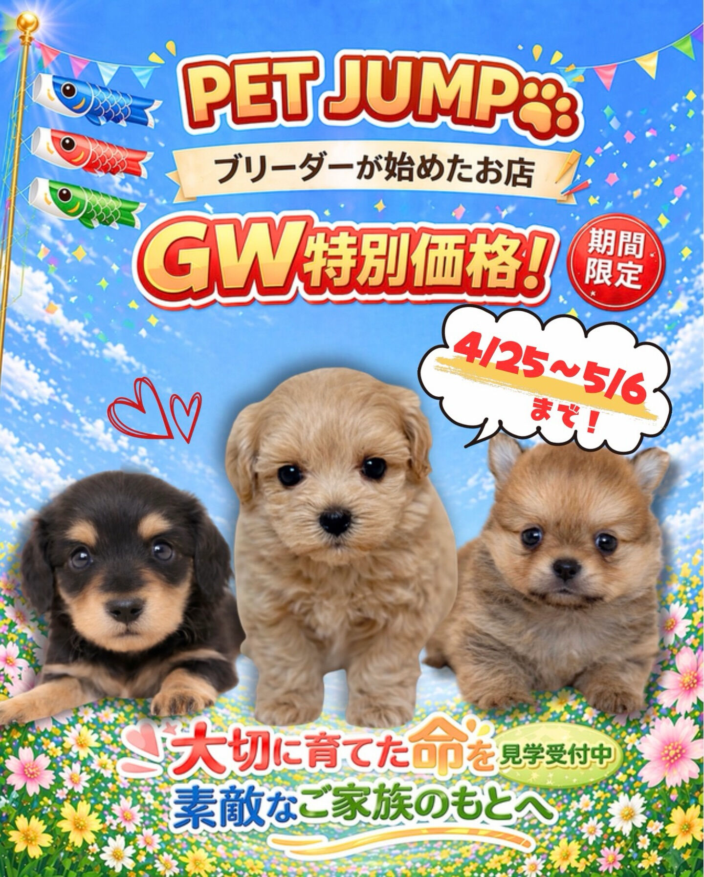 PET JUMPです🐶✨