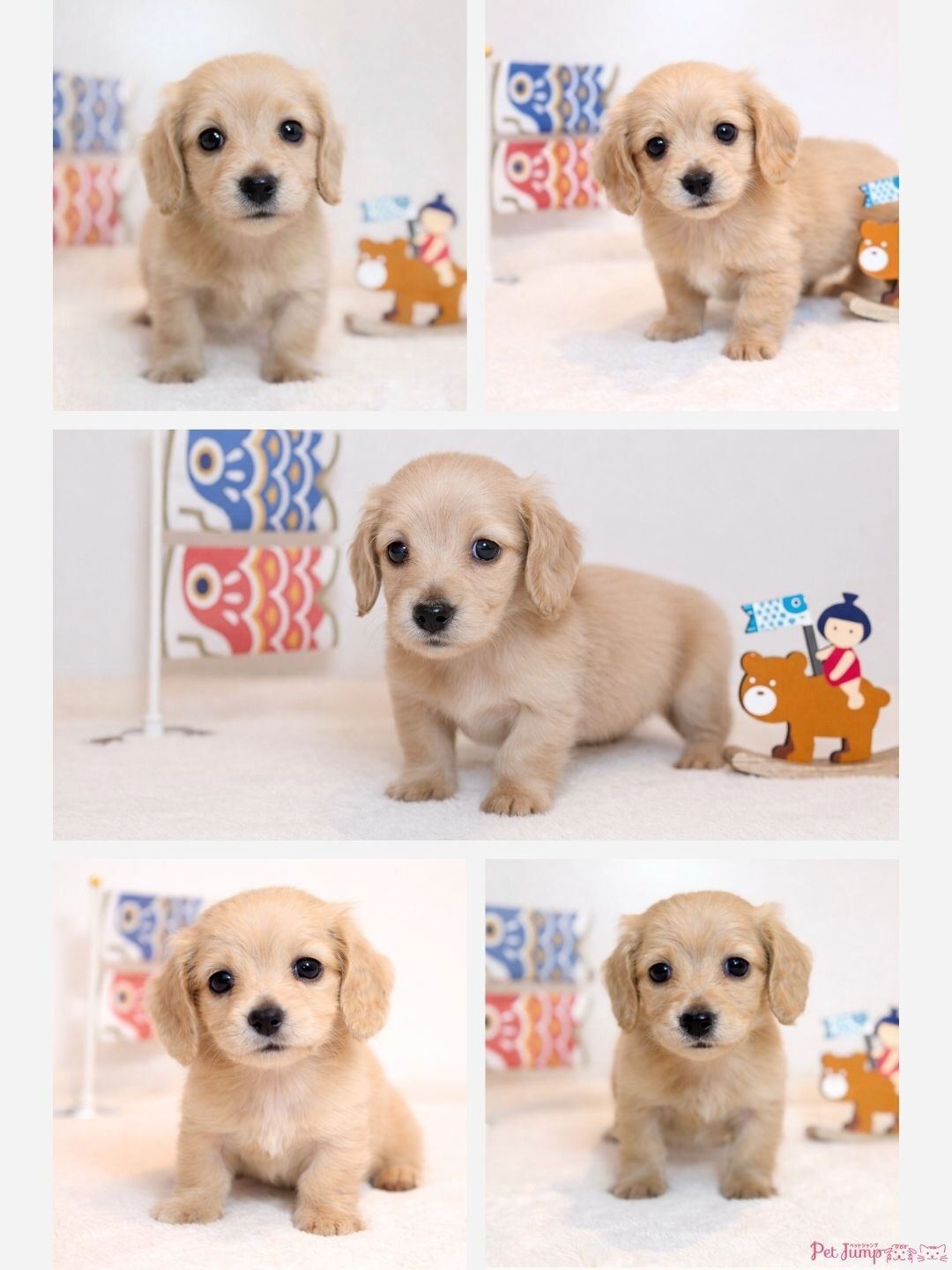 PET JUMPです🐶🩷