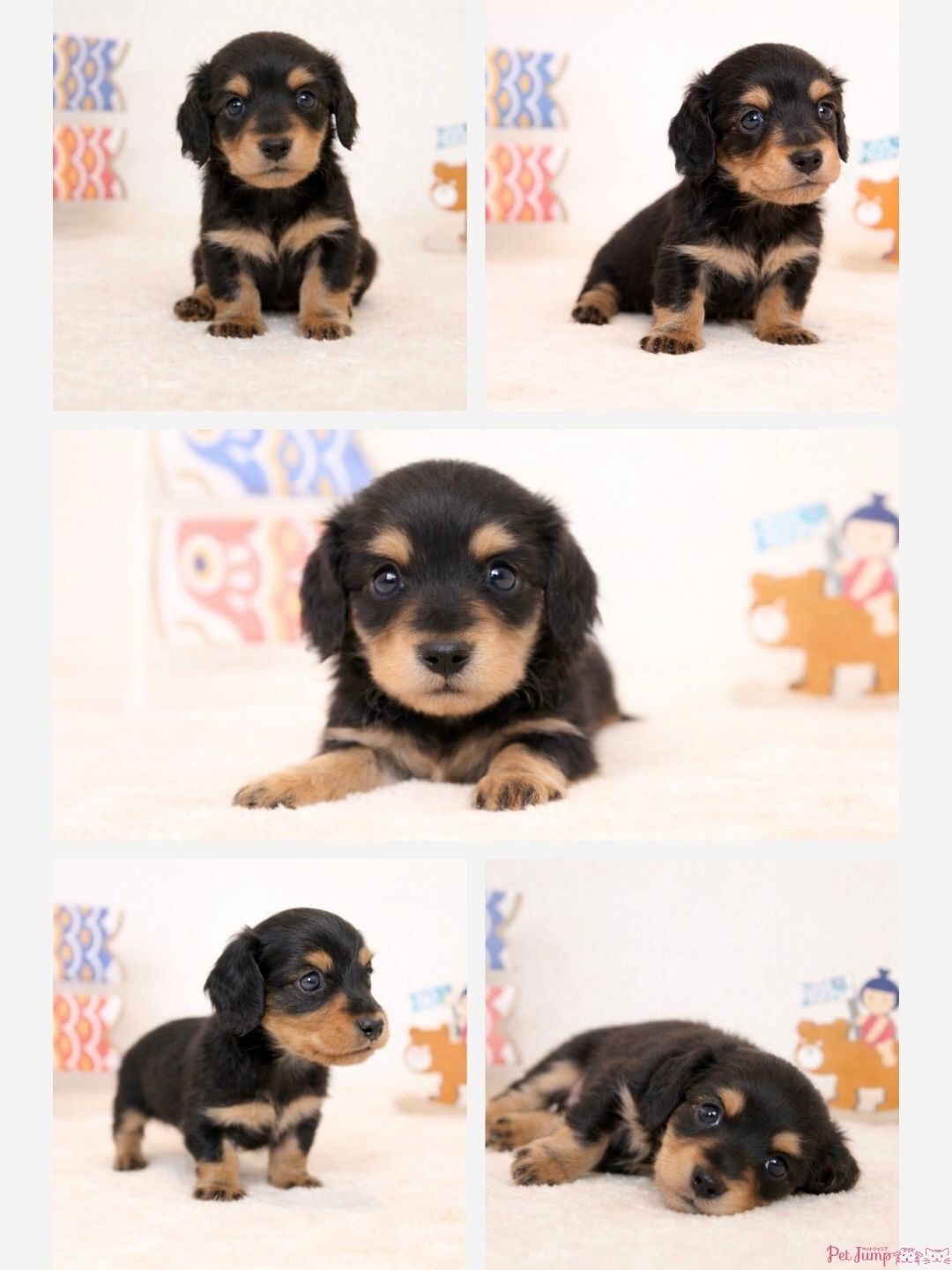 PET JUMPです🐶🩷