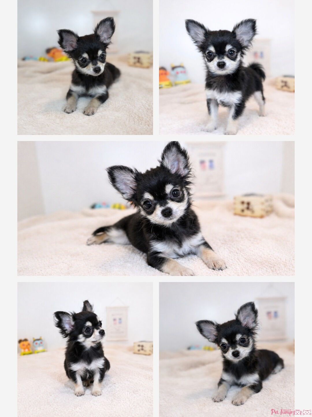 PET JUMPです🐶🩷