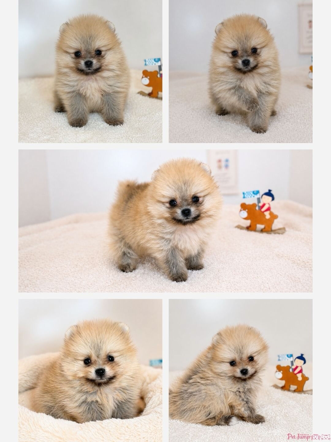 PET JUMPです🐶🩷