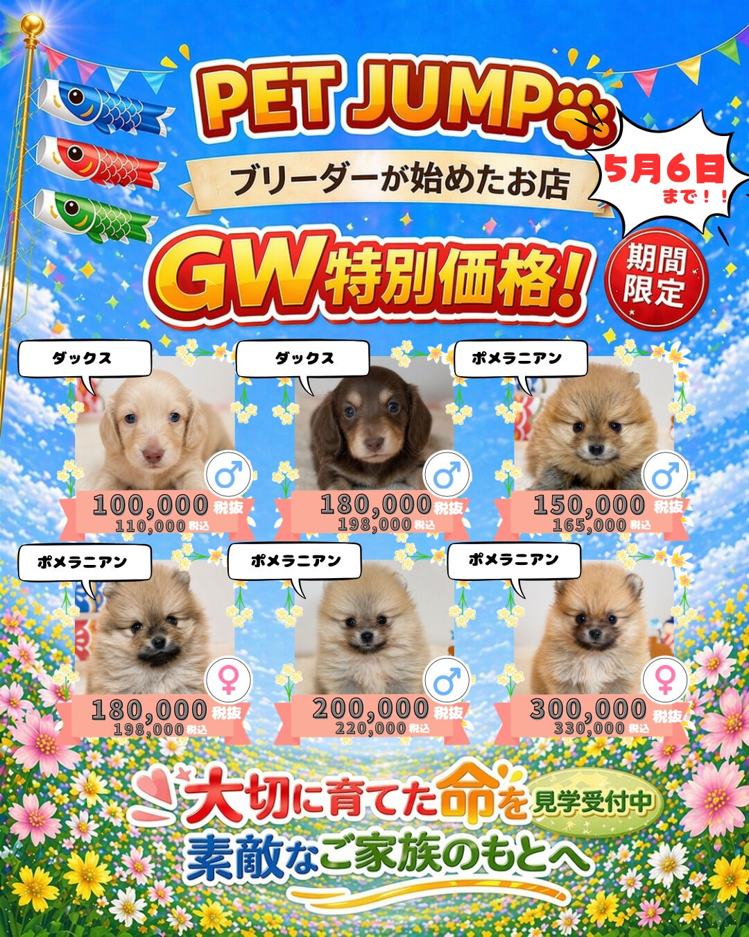 PET JUMPです🐶🎏✨