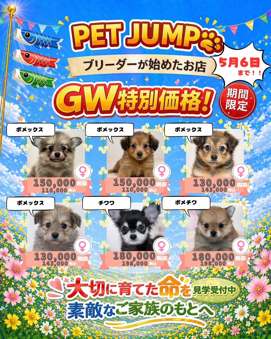 PET JUMPです🐶🎏✨