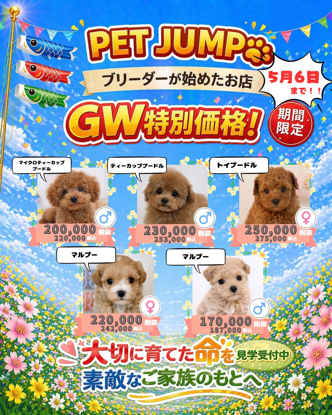 PET JUMPです🐶🎏✨