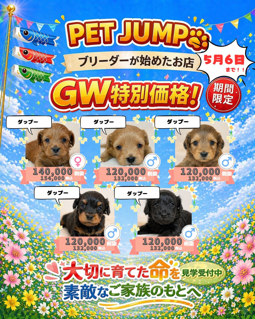 PET JUMPです🐶🎏✨