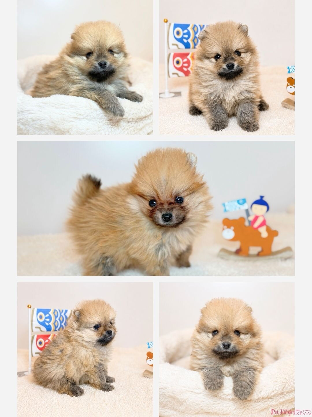 PET JUMPです🐶🩷