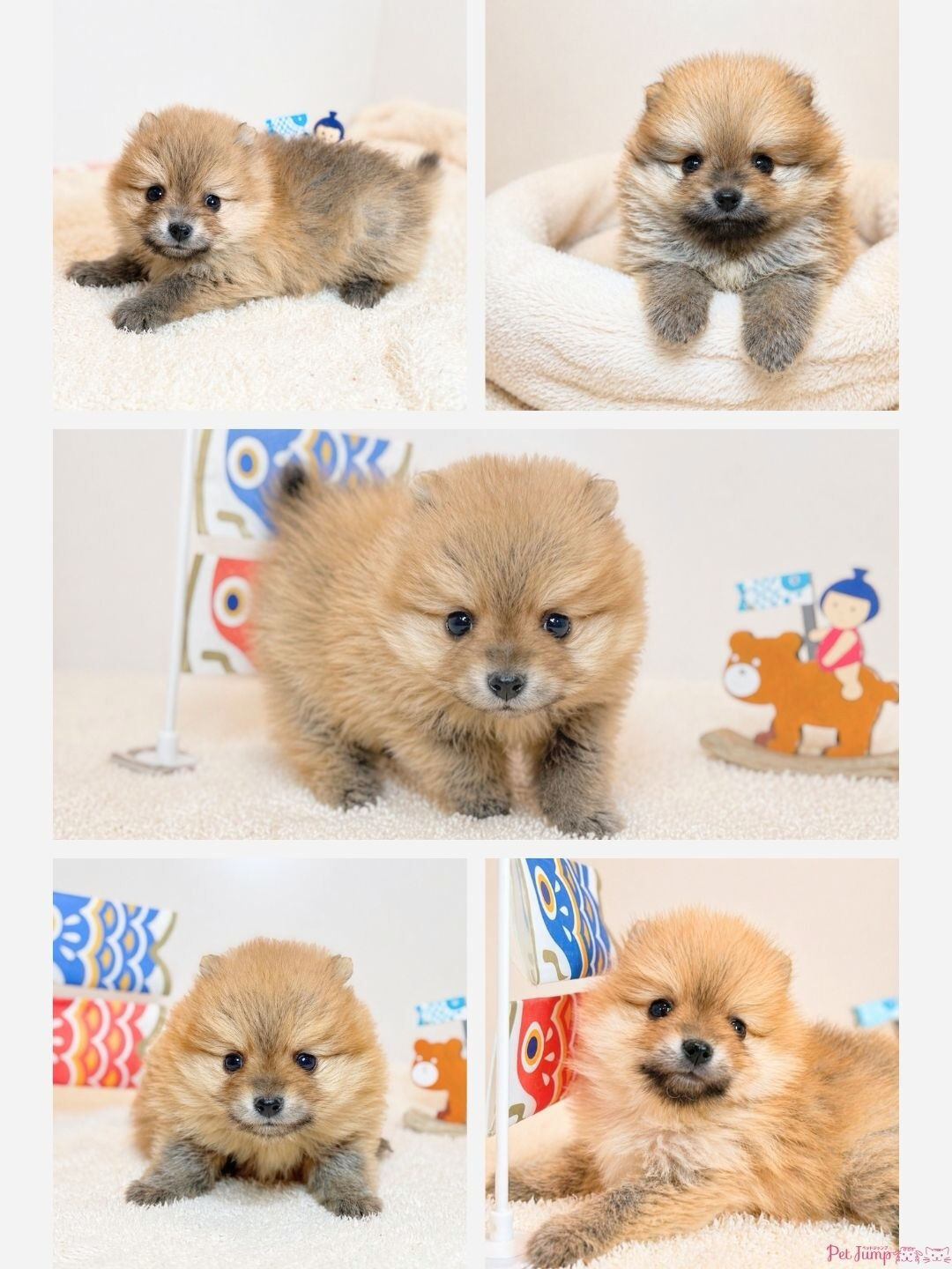 PET JUMPです🐶🩷