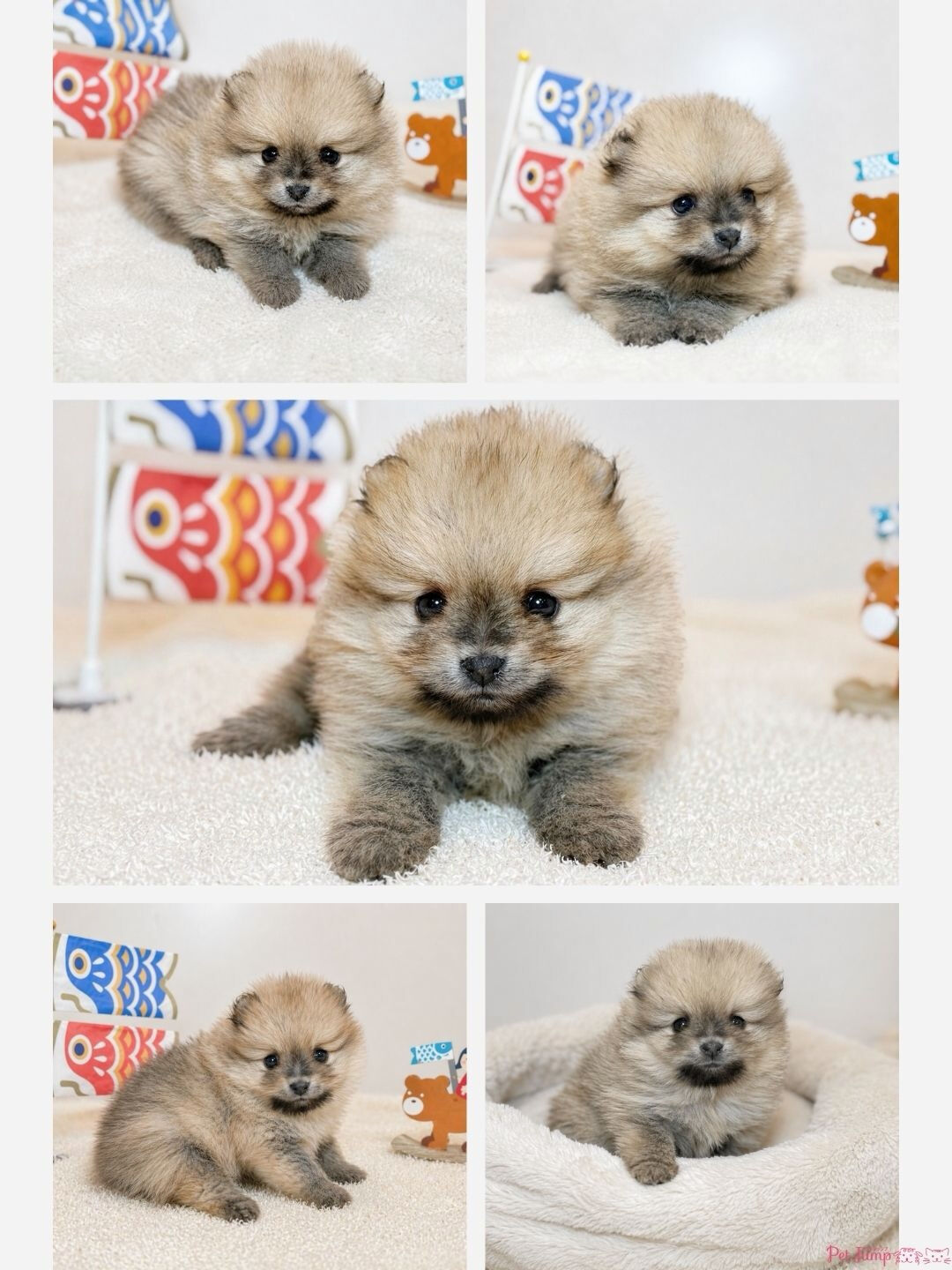 PET JUMPです🐶🩷