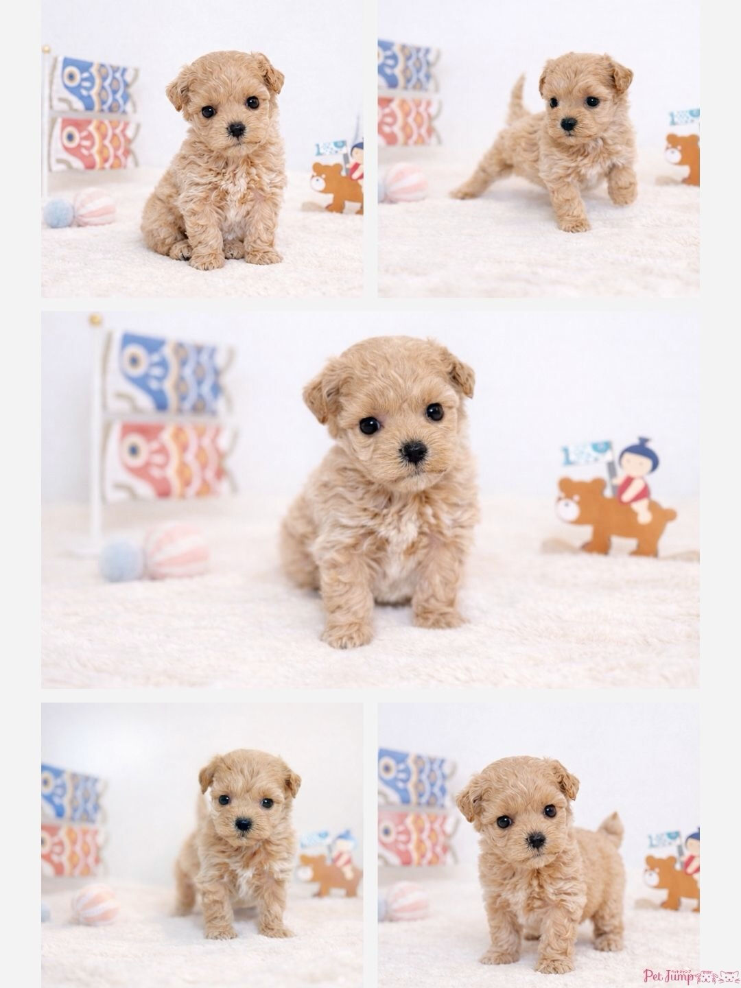 PET JUMPです🐶🩷