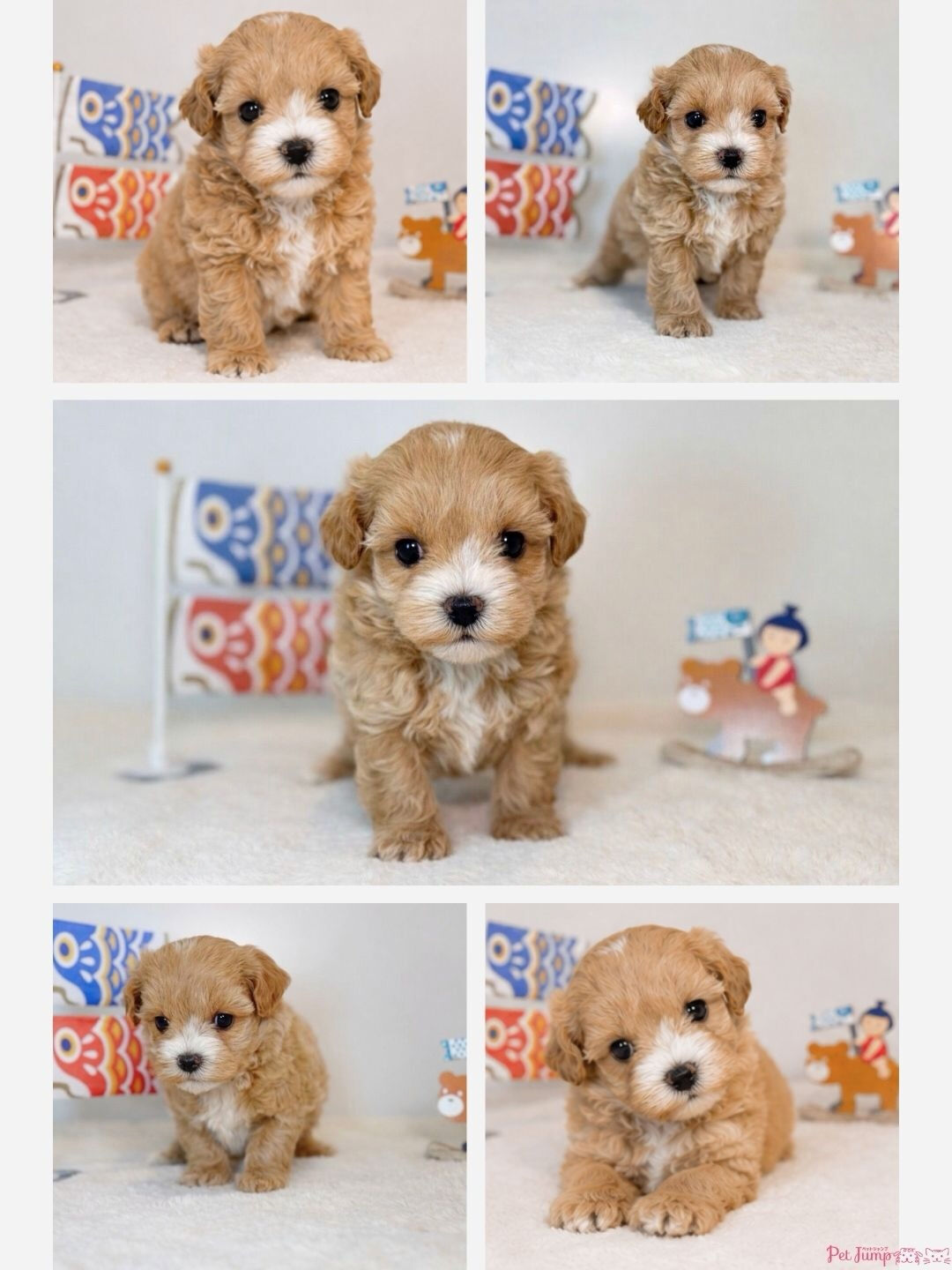 PET JUMPです🐶🎀
