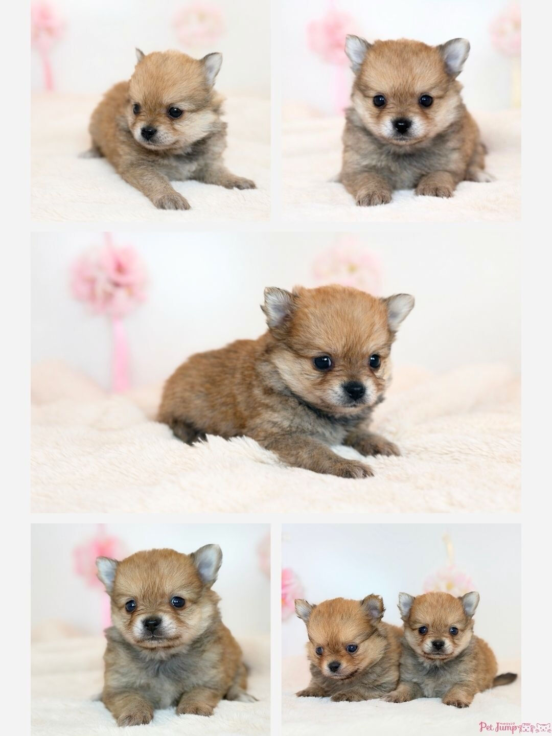 PET JUMPです🐶💕