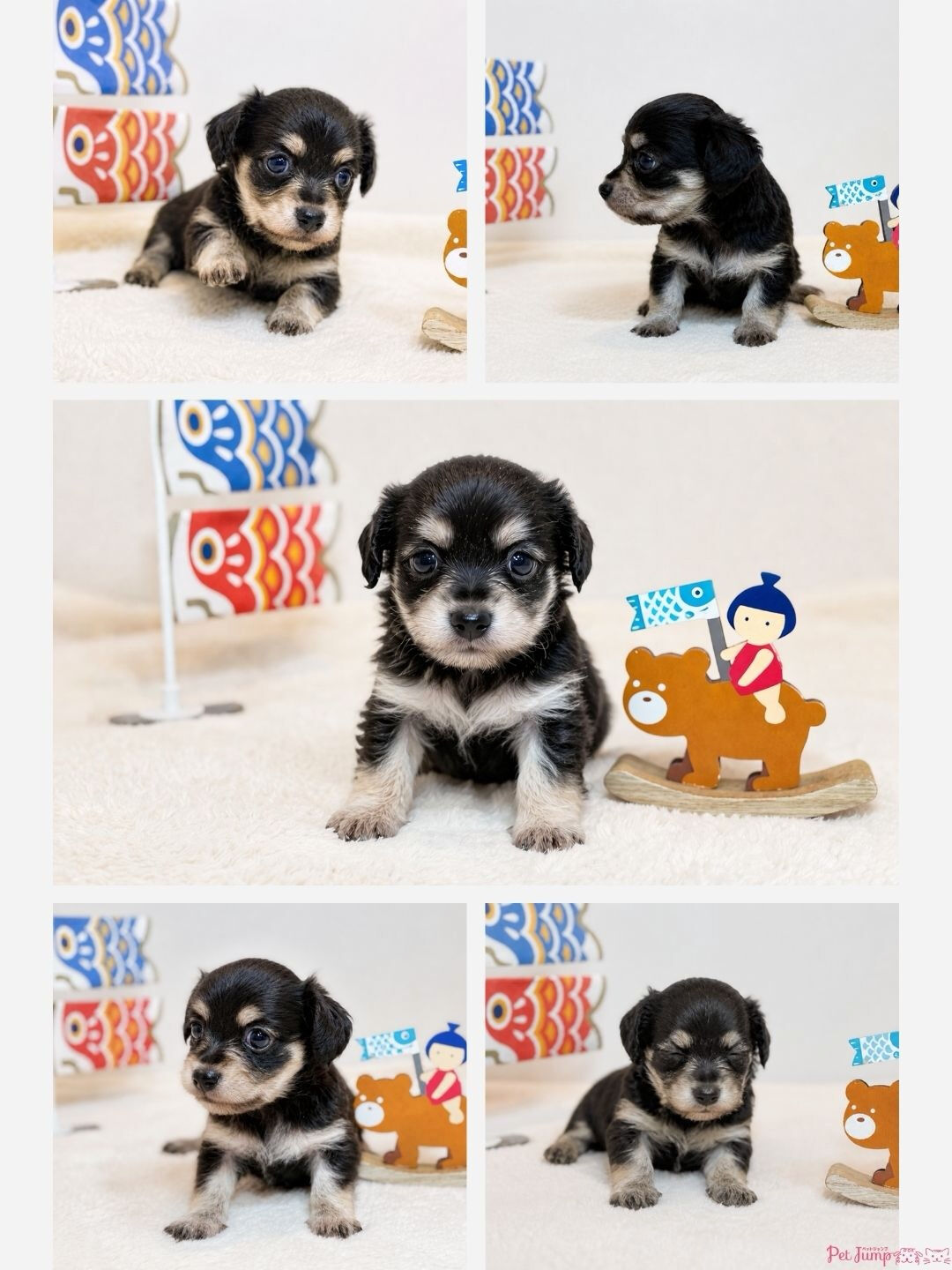 PET JUMPです🐶🎀